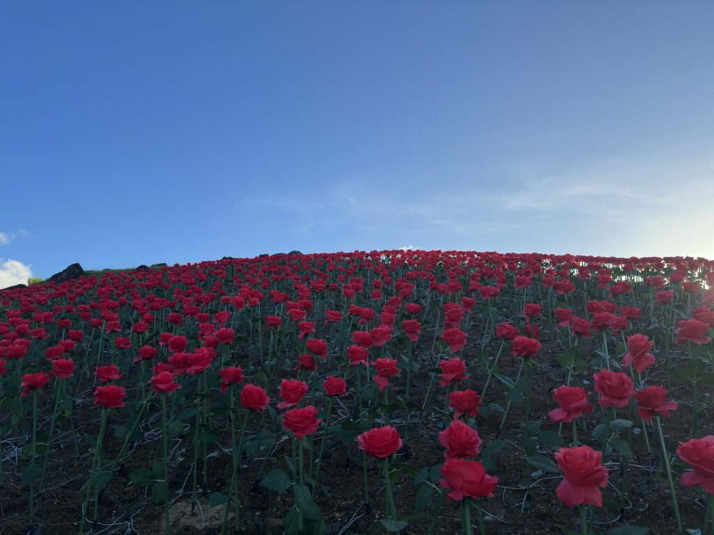 405846822_899169968500092_5041548492739304039_n