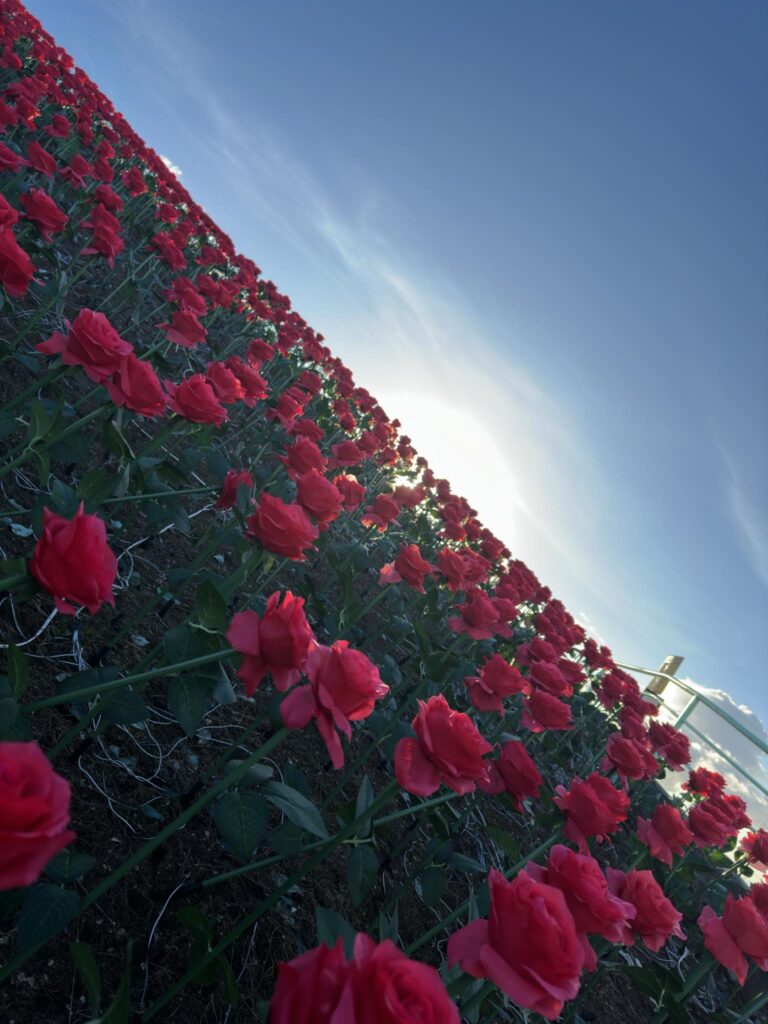 409974518_863689785456860_3843454467569515721_n